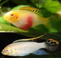 kersenbuik albino